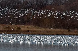 Bombay: Snow Geese
