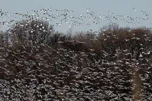 Bombay: Snow Geese