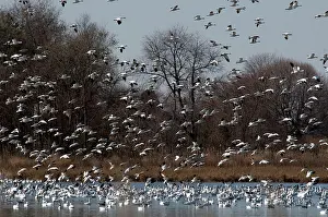 Bombay: Snow Geese