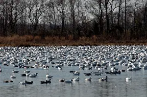 Bombay: Snow Geese