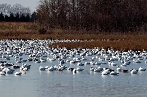 Bombay: Snow Geese