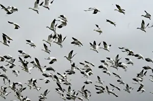 Hook: Snow Geese