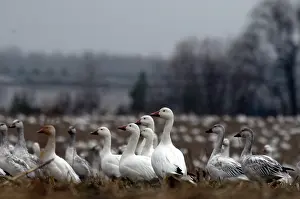 Hook: Snow Geese