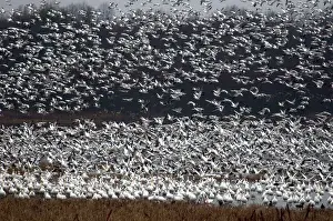 Hook: Snow Geese