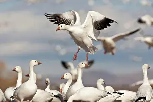 Coloring: Snow Geese