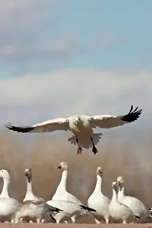 Coloring: Snow Geese