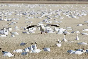 Hyperborea: Snow Geese