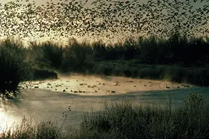 Migrates: Snow Geese