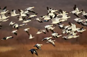 Migrates: Snow Geese