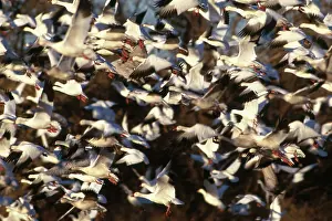 Migrates: Snow Geese