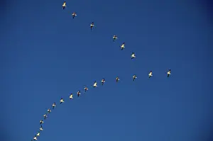 Migrates: Snow Geese