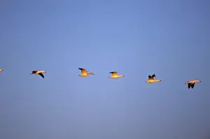 Migrates: Snow Geese