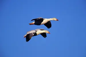 Migrates: Snow Geese
