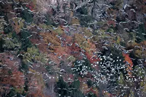Migrate: Snow Geese