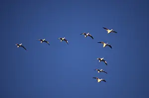 Migrate: Snow Geese
