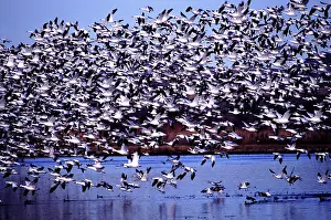 Migrate: Snow Geese