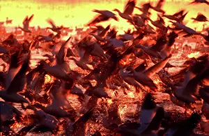 Migrate: Snow Geese