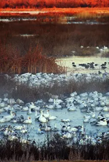 Hyperborea: Snow geese