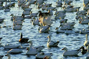 Caerulescens: Snow Geese