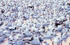 Caerulescens: Snow Geese