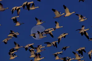 Caerulescens: Snow geese