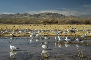 Caerulescens: Snow geese, Anser caerulescens, and Sandhill Cra