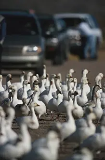 Encroachment: Snow Geese Causing Traffic