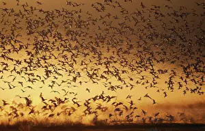 Caerulescens: Snow Geese (Chen caerulescens)