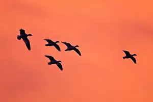 Caerulescens: Snow Geese (Chen caerulescens) family land