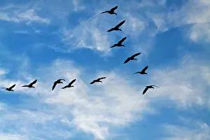 Caerulescens: Snow Geese (Chen caerulescens) in flight