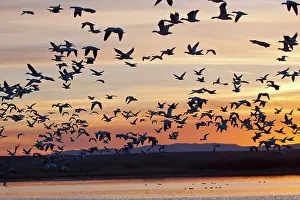 Caerulescens: Snow Geese (Chen caerulescens) in flight