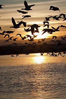 Caerulescens: Snow Geese (Chen caerulescens) in flight