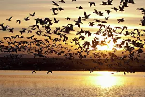 Caerulescens: Snow Geese (Chen caerulescens) in flight