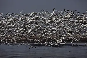 Caerulescens: Snow Geese (Chen caerulescens) - NY - USA - Large