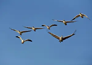 Caerulescens: Snow Geese and a Crane