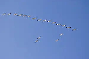Boise: Snow geese in flight