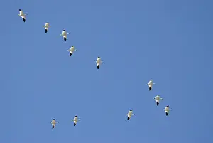 Boise: Snow geese in flight