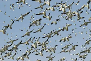 Boise: Snow geese in flight