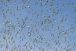 Boise: Snow geese in flight