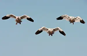 Coloring: Snow Geese in flight
