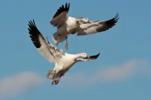 Coloring: Snow Geese in flight