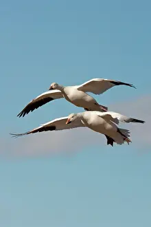 Coloring: Snow Geese in flight