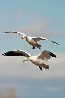 Coloring: Snow Geese in flight