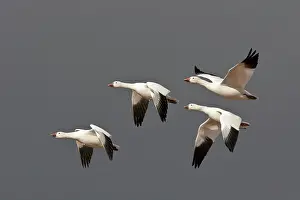 Coloring: Snow Geese in Flight