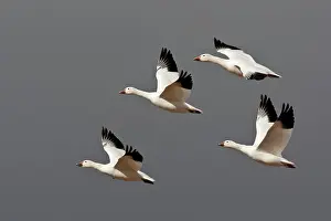 Coloring: Snow Geese in flight
