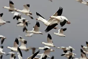 Coloring: Snow Geese in flight