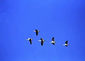 Hook: Snow geese in flight