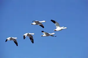 Flocking: Snow geese in flight