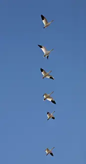 Caerulescens: Snow Geese in Flight
