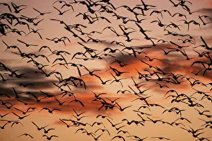 Lifting: Snow Geese in flight